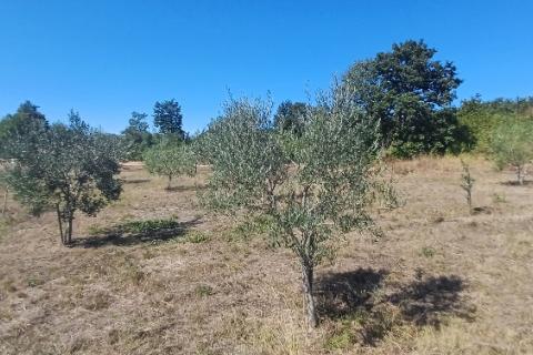 Istra, okolica Svetvinčenta, veliko zemljište, građevinsko i poljoprivredno
