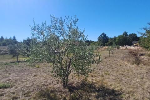 Istra, okolica Svetvinčenta, veliko zemljište, građevinsko i poljoprivredno