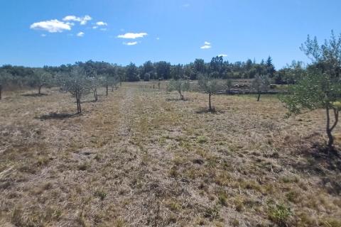 Istra, okolica Svetvinčenta, veliko zemljište, građevinsko i poljoprivredno