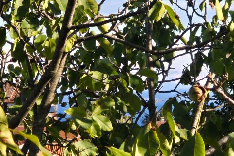 MATULJI, RUKAVAC- NOVOGRADNJA- kuća s pogledom na more