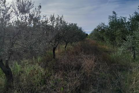 Istra,Vodnjan,lijepi maslinik 