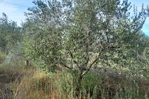 Istra,Vodnjan,lijepi maslinik 