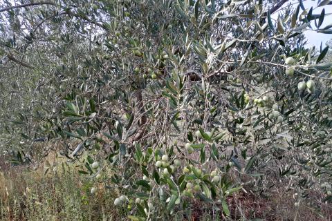 Istra,Vodnjan,lijepi maslinik 