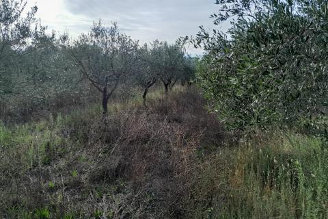 Istra,Vodnjan,lijepi maslinik 