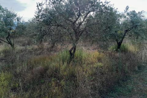 Istra,Vodnjan,lijepi maslinik 