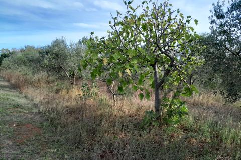 Istra,Vodnjan,lijepi maslinik 