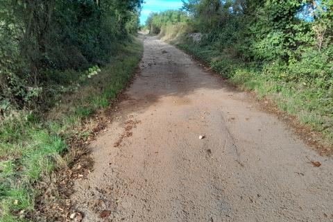 Istra,Vodnjan,lijepi maslinik 