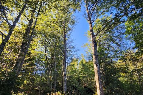 Stavbno zemljišče Jablan, Vrbovsko, 5.990m2