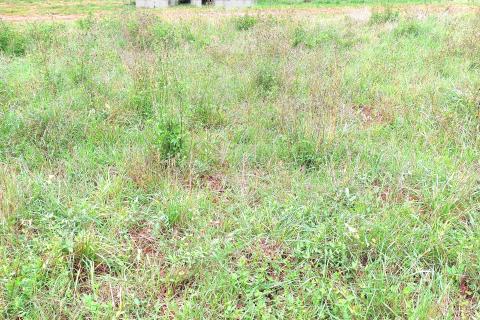 Istra,Umag,građevinska parcela!