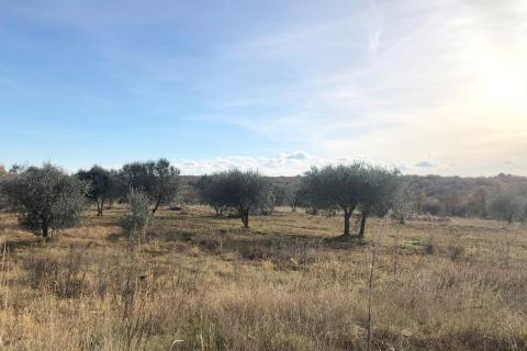 Istra, Umag - stambeno građevinsko zemljište, pogled na more