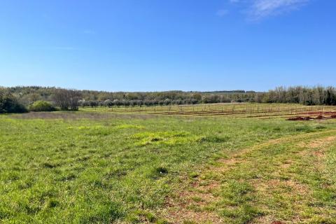 Istra, Brtonigla , okolica, poljoprivredni tereni