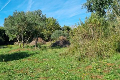 Istra, Rovinj poljoprivredno zemljište 1574m2