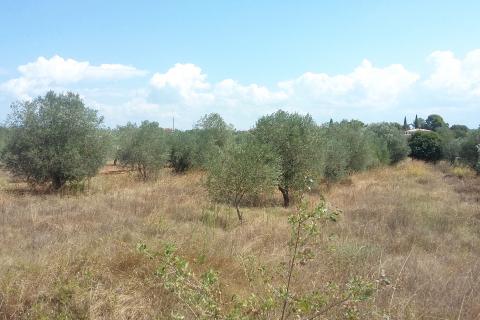 Istra, Umag - građevinsko zemljište, pogled na more