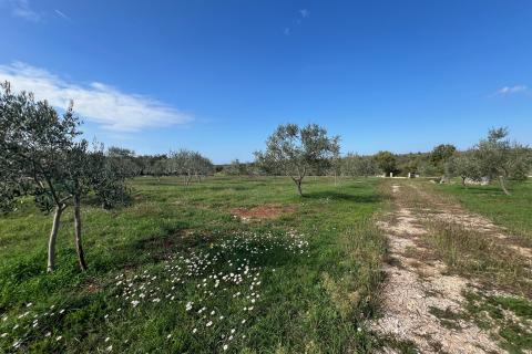 Istra, Vodnjan -okolica, maslinik na zemljištu od 14.000m2
