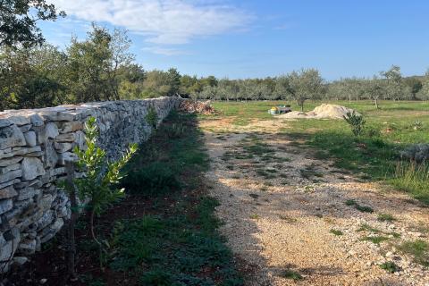 Istra, Vodnjan -okolica, maslinik na zemljištu od 14.000m2