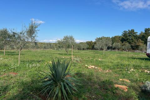 Istra, Vodnjan -okolica, maslinik na zemljištu od 14.000m2