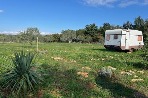 Istra, Vodnjan -okolica, maslinik na zemljištu od 14.000m2