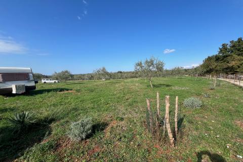 Istra, Vodnjan -okolica, maslinik na zemljištu od 14.000m2