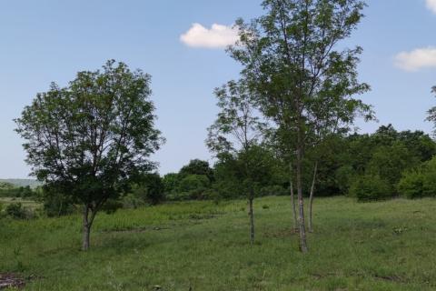 Земельный участок нестроительного назначения Barat, Kanfanar, 6.065m2