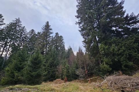 Stavbno zemljišče Sunger, Mrkopalj, 9.500m2