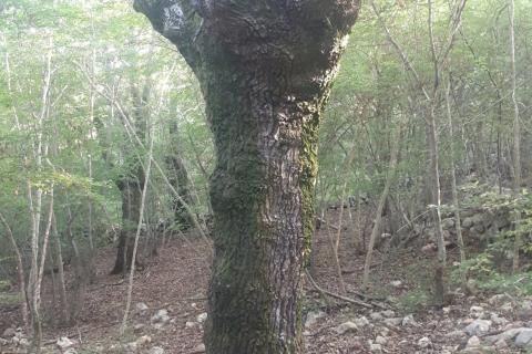 Otok Krk - Garica - Veliko poljoprivredno zemljište