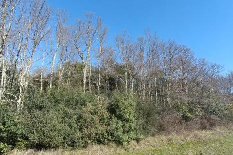 Niet bouwgrond Rovinj, 7.553m2