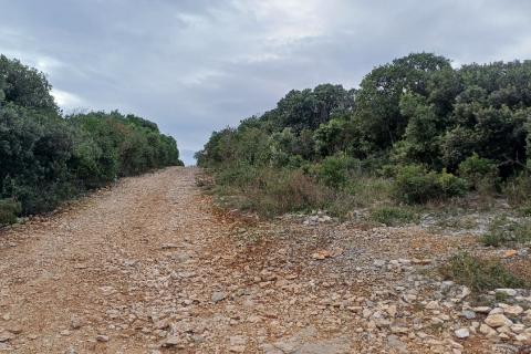 Istra, Peruški okolica, šuma blizu mora