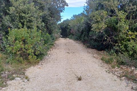 Istra, Peruški okolica, šuma blizu mora