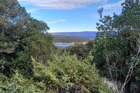 Istra, Peruški okolica, šuma blizu mora