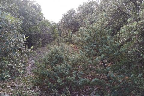 Istra, Peruški okolica, šuma blizu mora