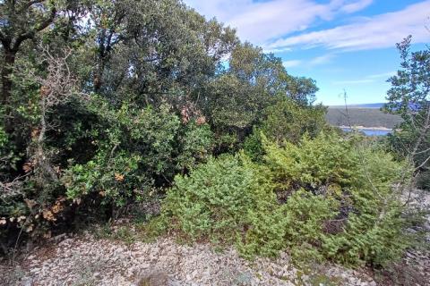 Istra, Peruški okolica, šuma blizu mora