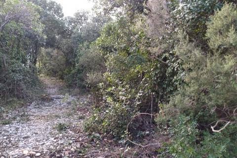 Istra, Peruški okolica, šuma blizu mora