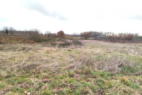 Istra,Umag,okolica,poljoprivredno zemljište