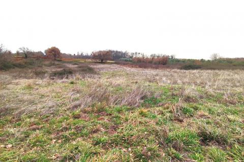 Istra,Umag,okolica,poljoprivredno zemljište