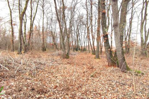 Istra,Umag,okolica,Hrastova šuma