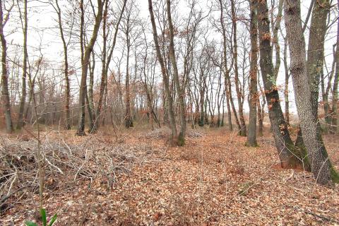 Istra,Umag,okolica,Hrastova šuma