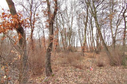 Istra,Umag,okolica,Hrastova šuma