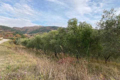 Grimalda- maslinik s pogledom na jezero, 23.064m2