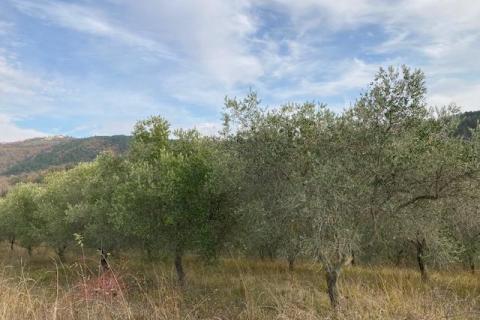 Grimalda- maslinik s pogledom na jezero, 23.064m2