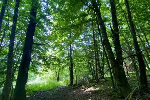 Stavbno zemljišče Vrbovsko, 1.000m2