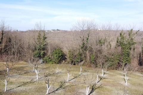 Building plot Vranići kod Višnjana, Višnjan, 3.676m2