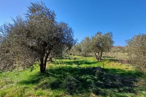 Istra,Pula-maslinik na super lokaciji