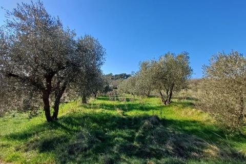 Istra,Pula-maslinik na super lokaciji