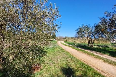 Istra,Pula-maslinik na super lokaciji