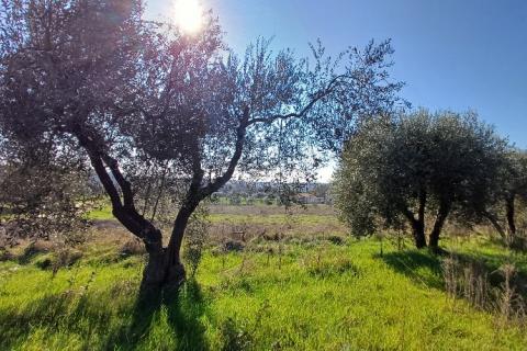 Istra,Pula-maslinik na super lokaciji