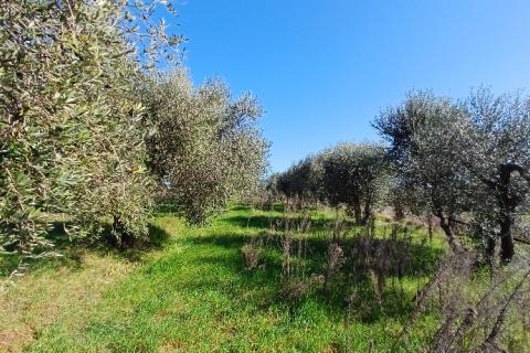 Istra,Pula-maslinik na super lokaciji