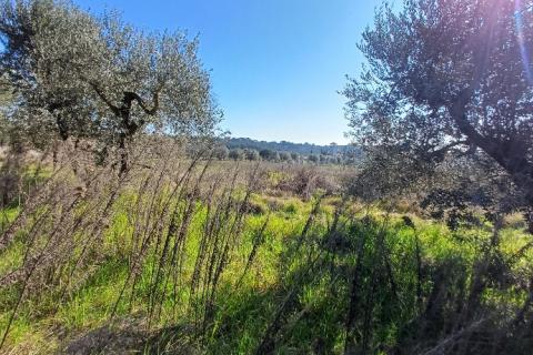 Istra,Pula-maslinik na super lokaciji