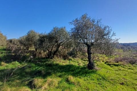 Istra,Pula-maslinik na super lokaciji