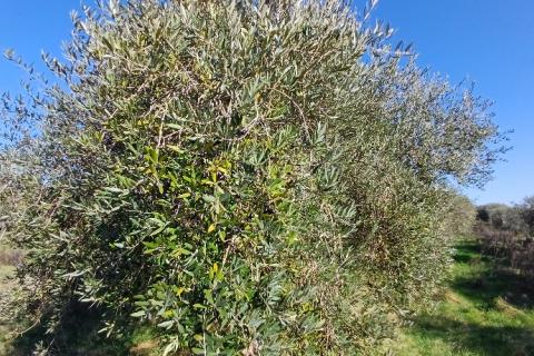 Istra,Pula-maslinik na super lokaciji