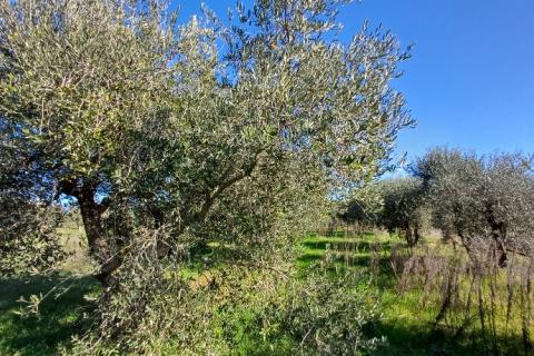 Istra,Pula-maslinik na super lokaciji